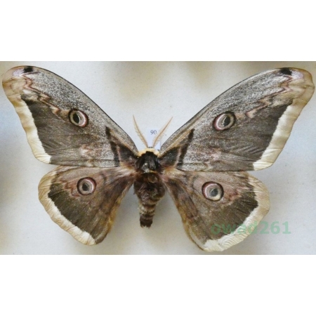 Saturnia pyri (Denis & Schiffermüller, 1775) male Pawica gruszówka Croatia 111mm90